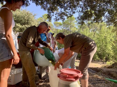 ontstelen Rolle/Vermentino 